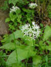 Ail � trois angles_  Agliu salvaticu_ Sambuli.jpg (66975 octets)