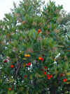 Arbitru Arbousier.jpg (68047 octets)