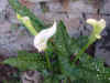 Arums blancs.jpg (38036 octets)
