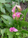 Arums roses.jpg (35258 octets)