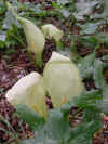 Arums.jpg (60642 octets)