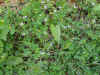 Au milieu de Tr�fles jaunes_ petites Crucif�res violettes.jpg (61407 octets)