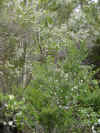 Bruy�re fleurie  Scopa fiurita.jpg (63495 octets)