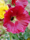 Bufone_in_la_Malvarosa_Bourdon_dans_la_Rose_tremiere.jpg (73684 octets)