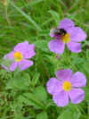 Bufone_nantu_a_fior_di_muchju_Bourdon_sur_fleur_de_cyste.jpg (65234 octets)