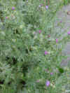 Cardi � picculi fiori viuletti  Chardons � petites fleurs violettes.jpg (62046 octets)