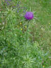 Cardu viulettu  Chardon violet.jpg (62752 octets)