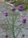 Chardon fuscia.jpg (43786 octets)