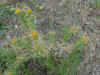 Chardon jaune.jpg (67502 octets)