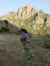 Chardon violet et Kyrie.jpg (40268 octets)