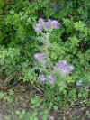 Chardons roses.jpg (54526 octets)
