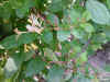 Ch�vrefeuille  Caprifogliu.jpg (42828 octets)