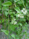 Cl�matite  Vitalba.jpg (42976 octets)