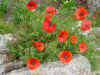 Coquelicots  Rosule.jpg (42079 octets)