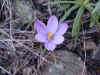 Crocus corsicus  Zafranu corsu.jpg (40576 octets)