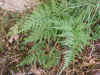 Filicastrella  Foug�re des murs.jpg (56219 octets)