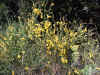 Gen�t � balai  Ghjinestra.jpg (67715 octets)