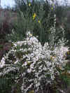 Gen�t � fleurs blanches  Ghjinestra � fiori bianchi.jpg (68588 octets)