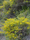Gen�t corse_ Calycotome  Tangu tupinu.jpg (68057 octets)