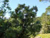 Ghjineparu  cu i so' frutti acerbiGenevrier avec ses fruits verts.jpg (60109 octets)
