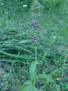 Orchidea_Orchis.jpg (79364 octets)