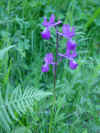 Orchidea_viuletta_Orchidee_violette__fuscia.jpg (67200 octets)