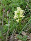 Orchid�e jaune  Orchid�a gialla.jpg (56023 octets)