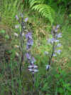 Orchid�e violette � l'ombre de Foug�re aigle.jpg (65972 octets)