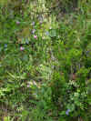 Violettes et Cyclamens  Viulette � Fior di Cuccu.jpg (73748 octets)
