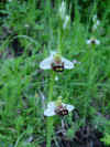 orchidees_porte abeille  Orchid�e port'apa.jpg (58240 octets)